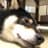 こぱんのプロフィール画像