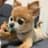 こたしゃんのプロフィール画像