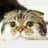 坂本龍猫のプロフィール画像