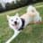 柴犬らてのプロフィール画像