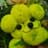 ぽんぽん丸のプロフィール画像